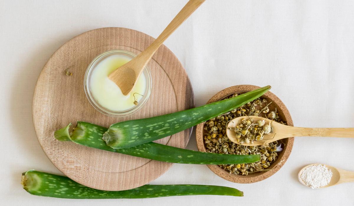 Canarian Aloe Vera: A Natural Treasure for Your Skin and Wellbeing Coral Hotels Canarian Aloe Vera: A Natural Treasure for Your Skin and Wellbeing Coral Hotels