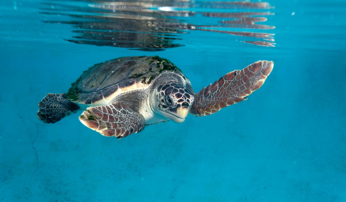 5 Eco-Experiences in Tenerife to Enjoy with Your Family Coral Hotels 5 Eco-Experiences in Tenerife to Enjoy with Your Family Coral Hotels