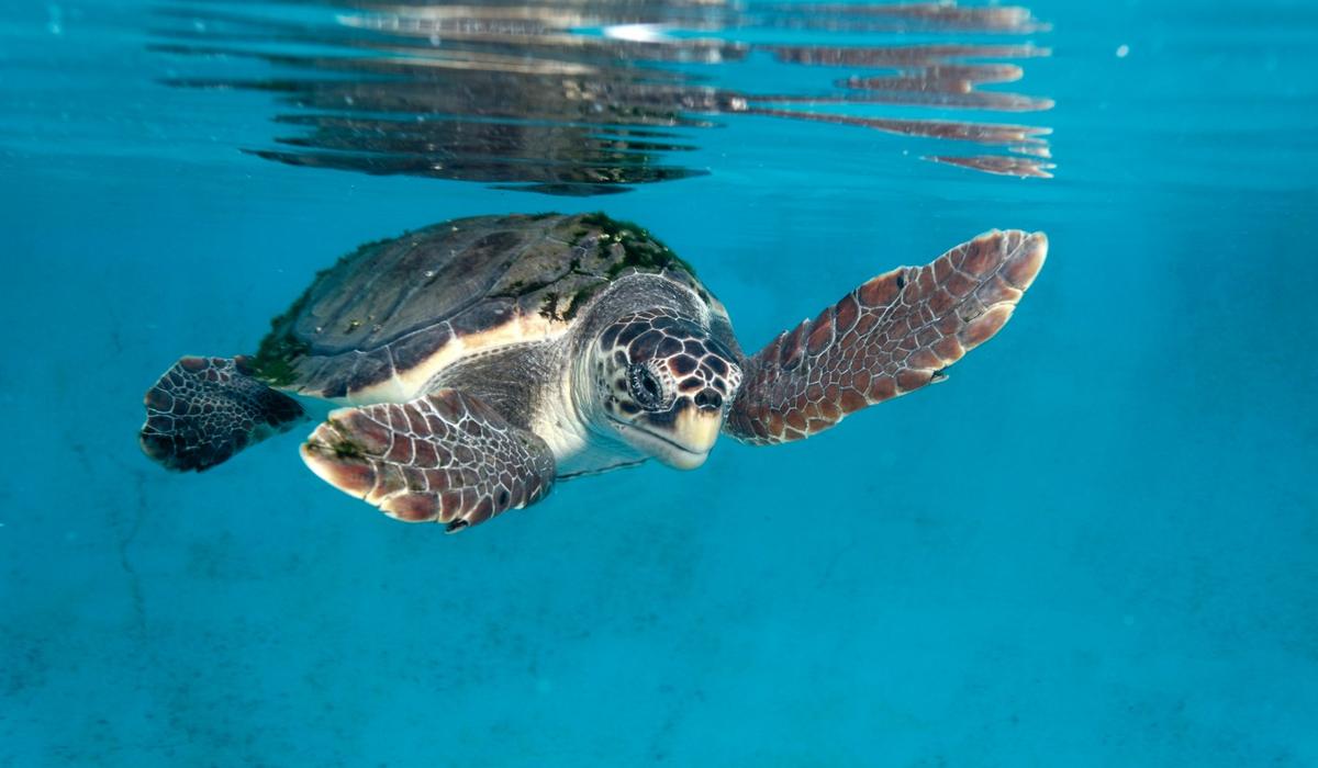 5 Eco-Experiences in Tenerife to Enjoy with Your Family Coral Hotels 5 Eco-Experiences in Tenerife to Enjoy with Your Family Coral Hotels