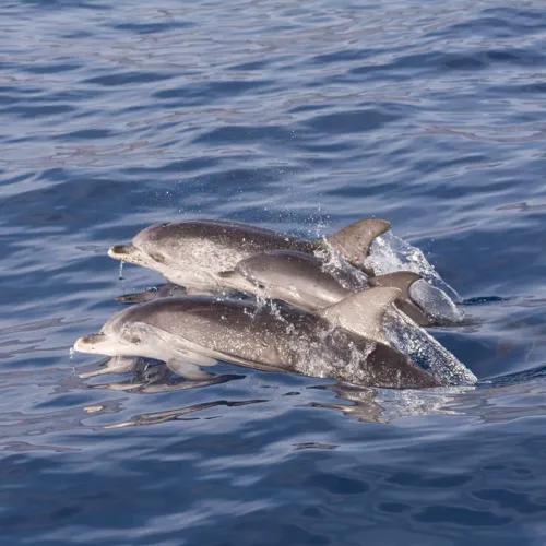 Dolphin and whale watching boat trip Coral Hotels Dolphin and whale watching boat trip Coral Hotels